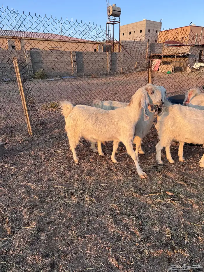 معزا مصريات جم دفيع وحليب 14