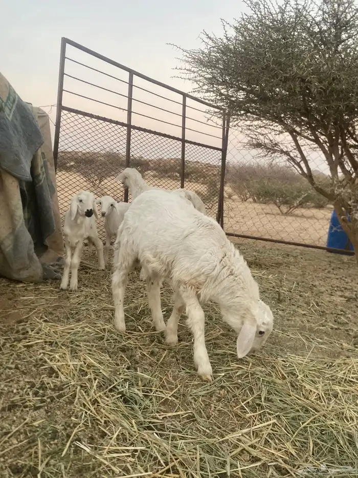 ضان وليد ودفيع 7