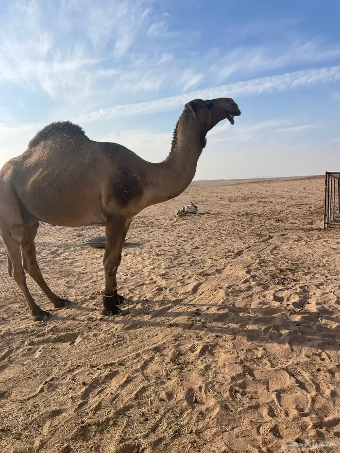 بعير دبياني سدس على الشرط 0