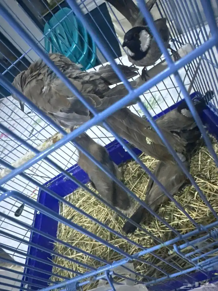 بلبول وحمام 1