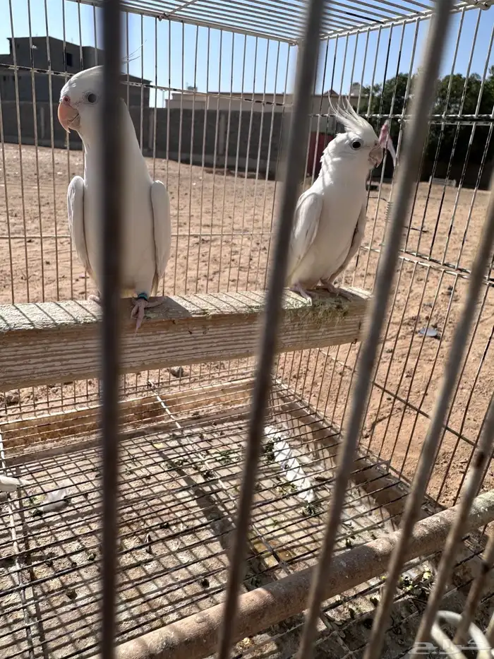 زوج كروان البينو 1