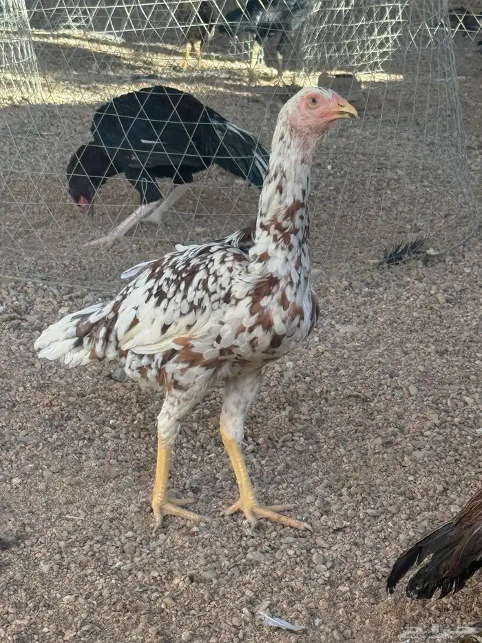 دجاجه باكستانيه 0