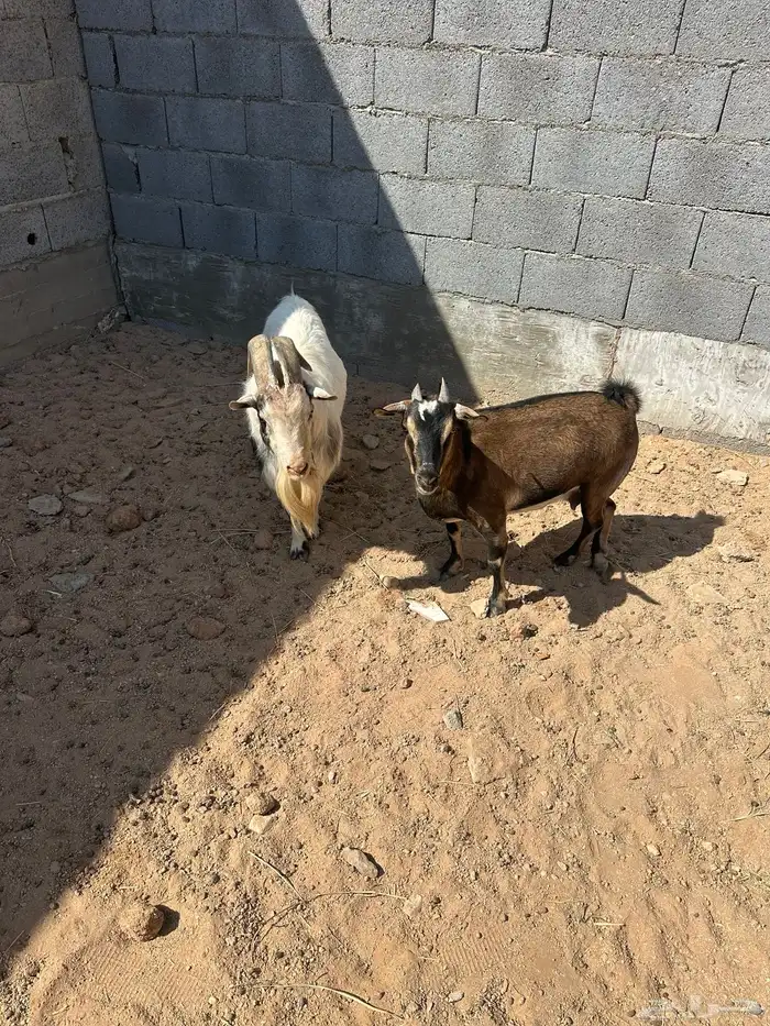 تيس وعنز دافع 3