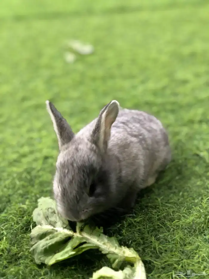 ارانب صغار 1