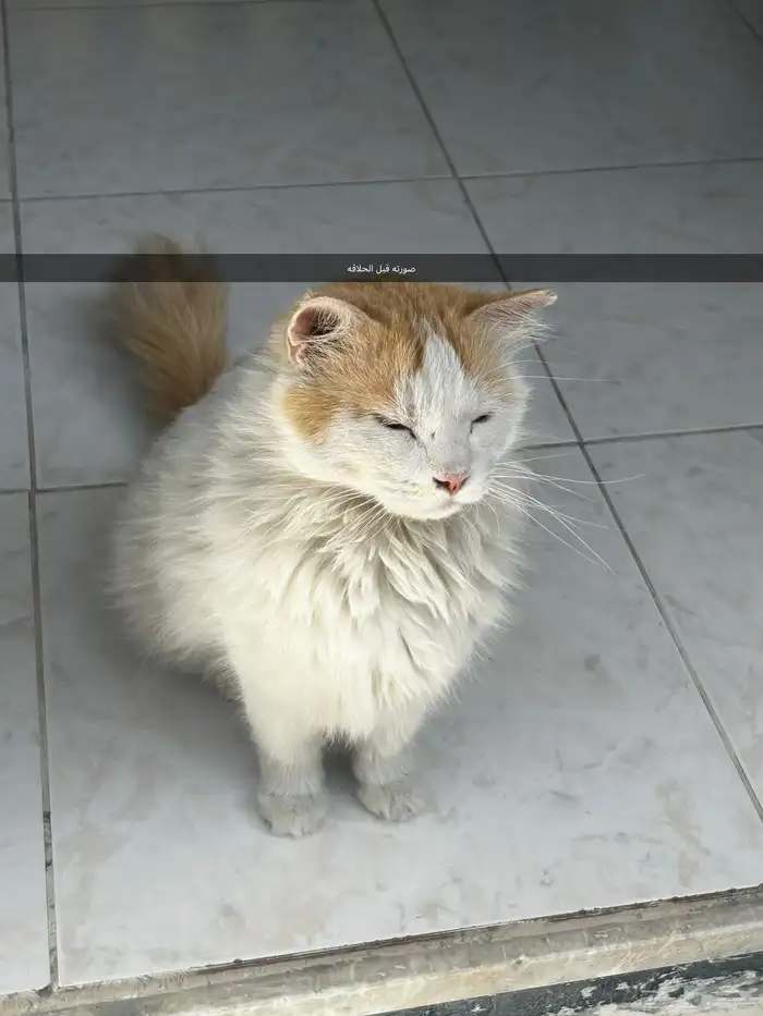 قط سكوتش للتبني 2