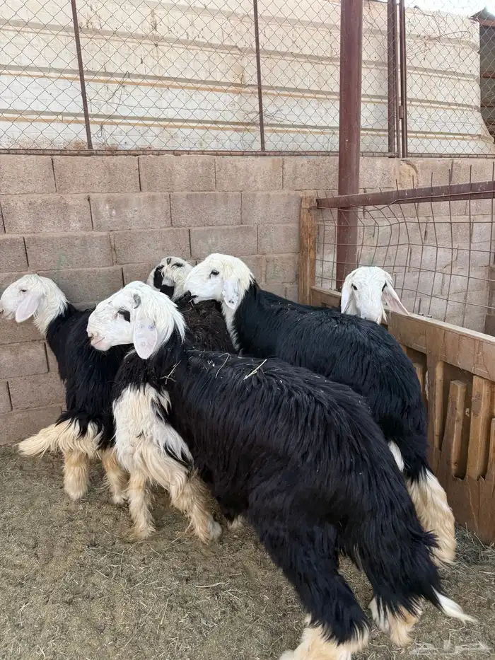 طليان وتيوس ذبايح نظيفه ع االشرط ( سلخ وتوصيل ) 2