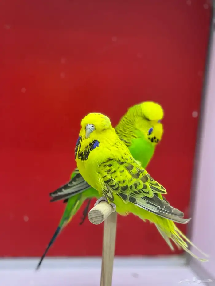 بادجي انجليزي 0