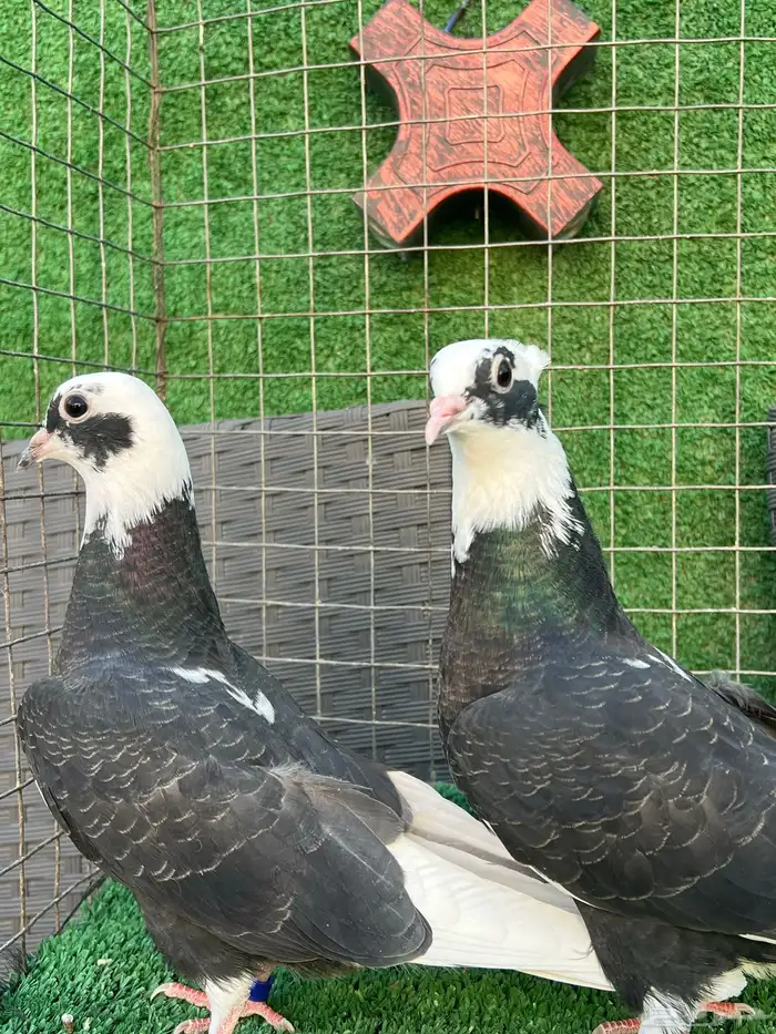 حمام قطايف طبات 0