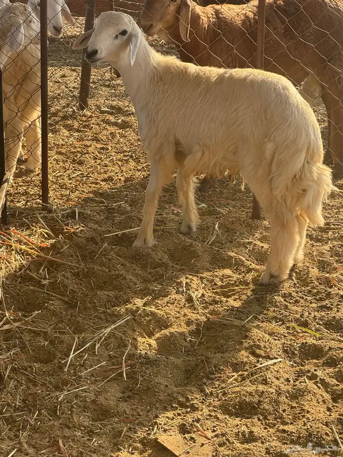 طلي حري تم البيع 2