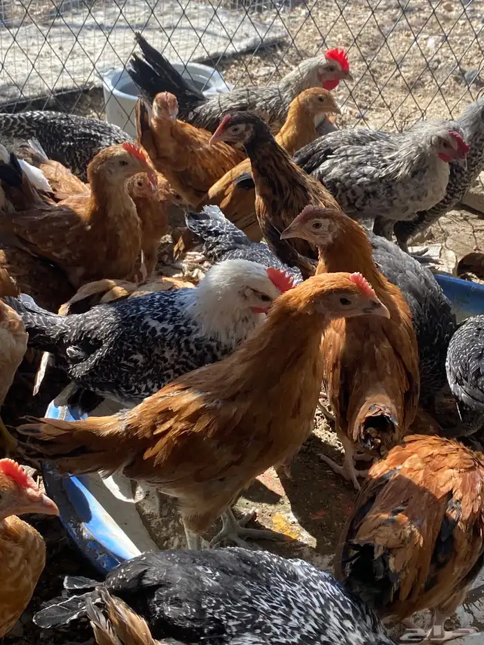 فراريج بلدي 9