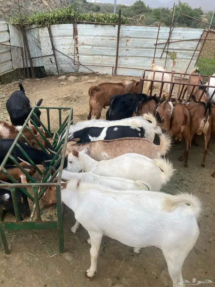 تيوس للبيع 1