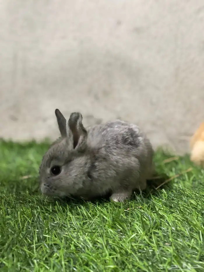 ارانب صغار 15