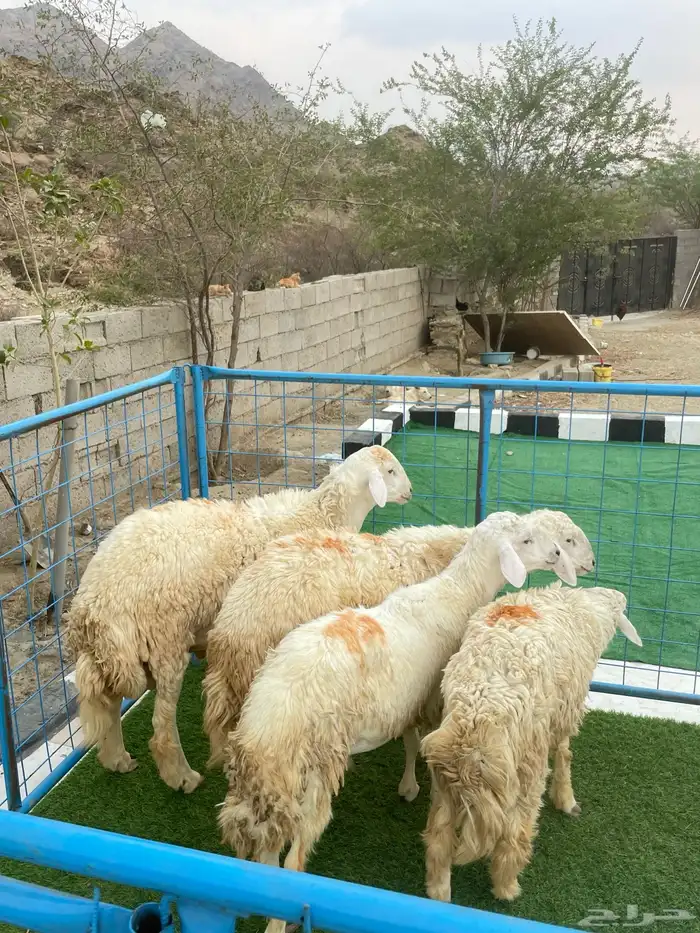 طليان للبيع 2