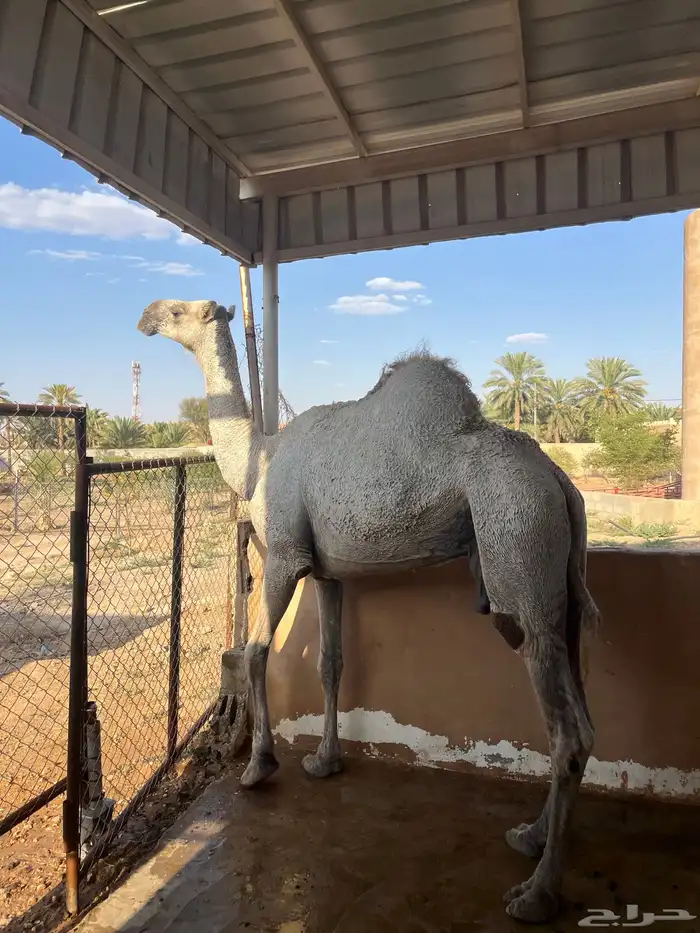 ضروبه رمانيه 1