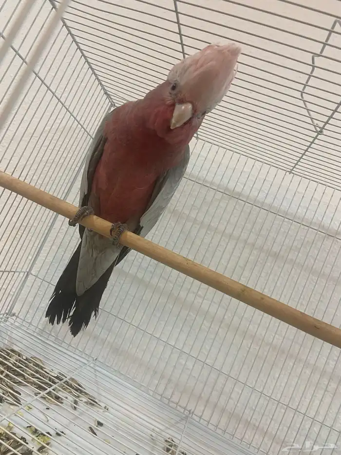 كوكاتو قالا فرخ 5