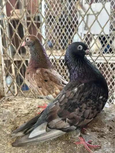 قلاب كورة ودجاج للبيع index