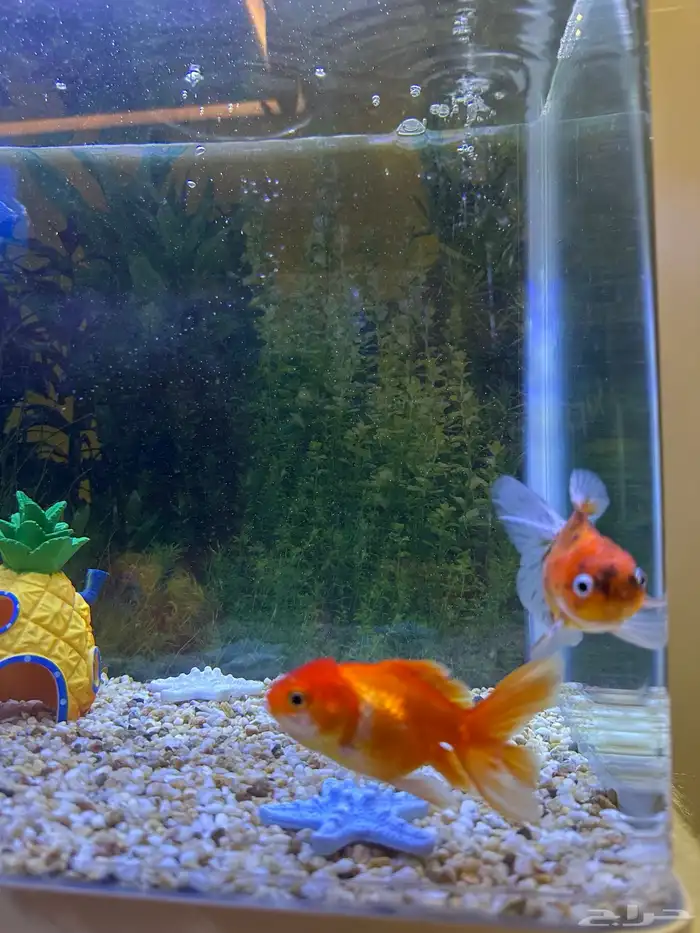 اسماك زينه 6