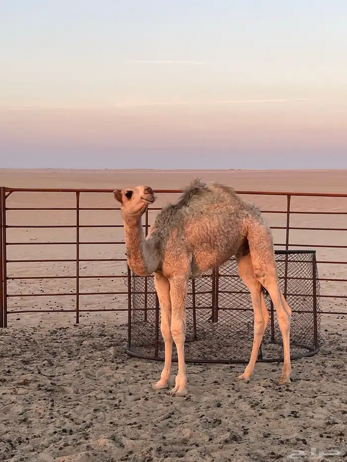 قعود للبيع 1