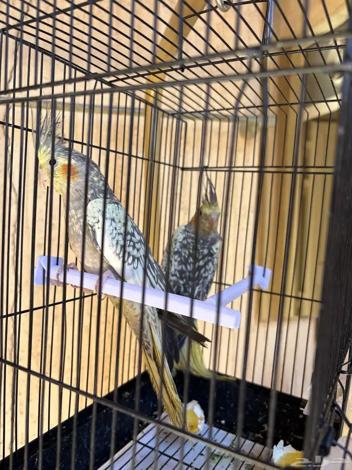 زوج كروان في مرحلة الانتاج 0