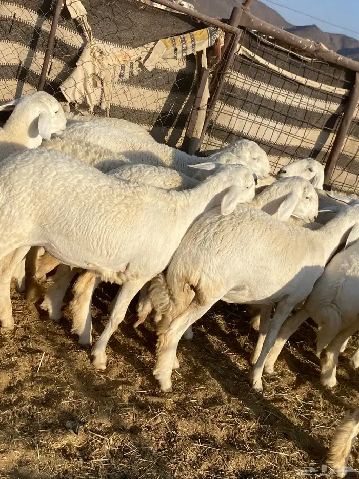 جذعات دفيع صنف الصنف 1