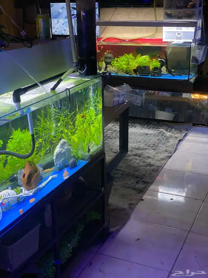 تفصيل احواض سمك وزواحف او صيانه الحوض 2