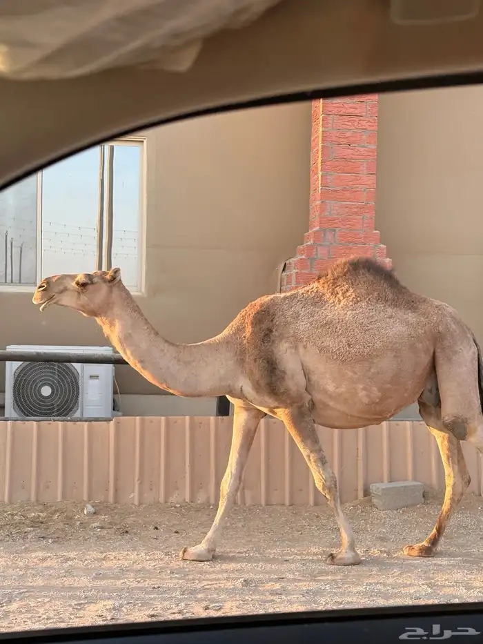 لقحه ملاقي 0