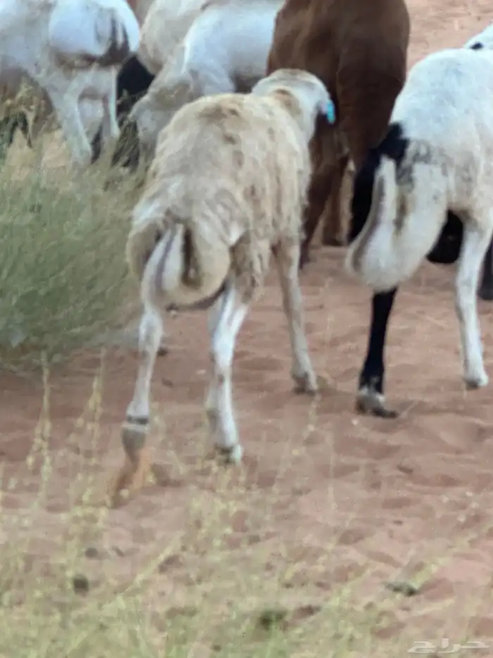 رفيديات جذعان 51