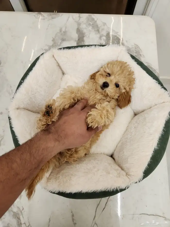 توي بودل للبيع 2