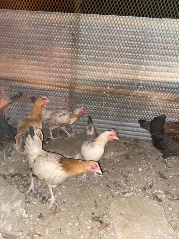 دجاج بلدي فري الوان حمر فواتح بياض شرط 8
