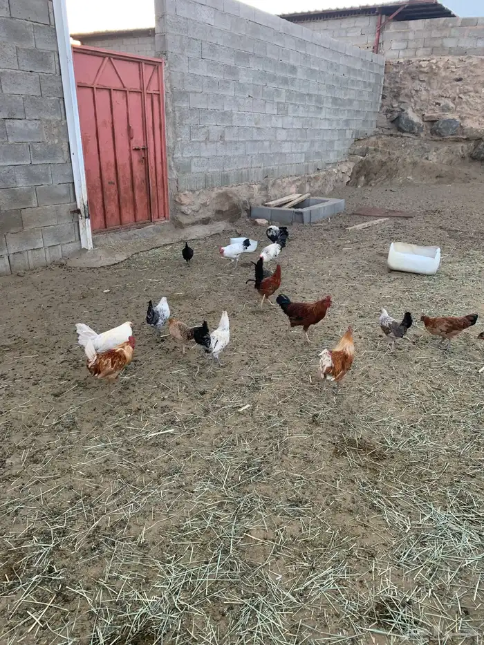 ديكه بلدي العمر 8 شهور 0