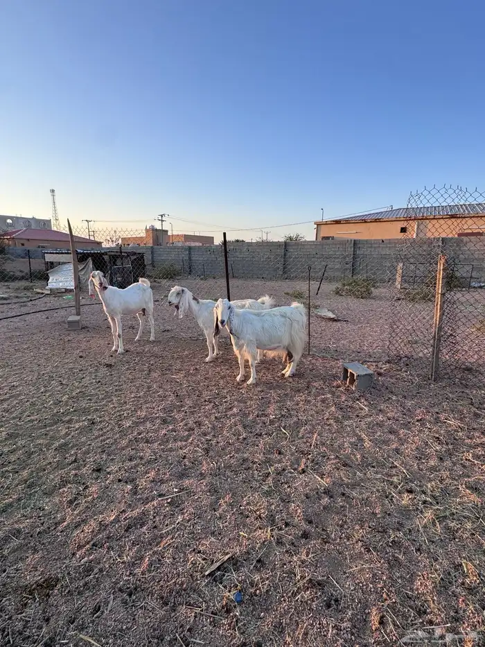 معزا مصريات جم دفيع وحليب 7