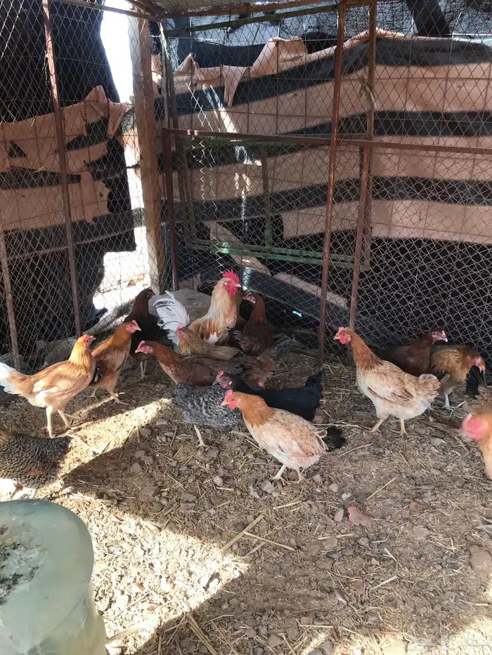 دجاج بلدي بياض 4