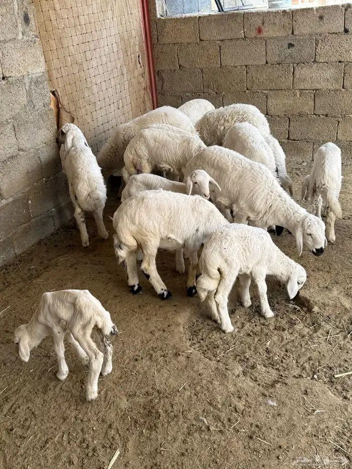 للبيع غنم حريات مراح واحد 34