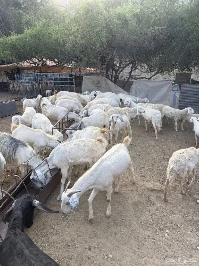 غنم البيع العدد 75 تحتها 8 9