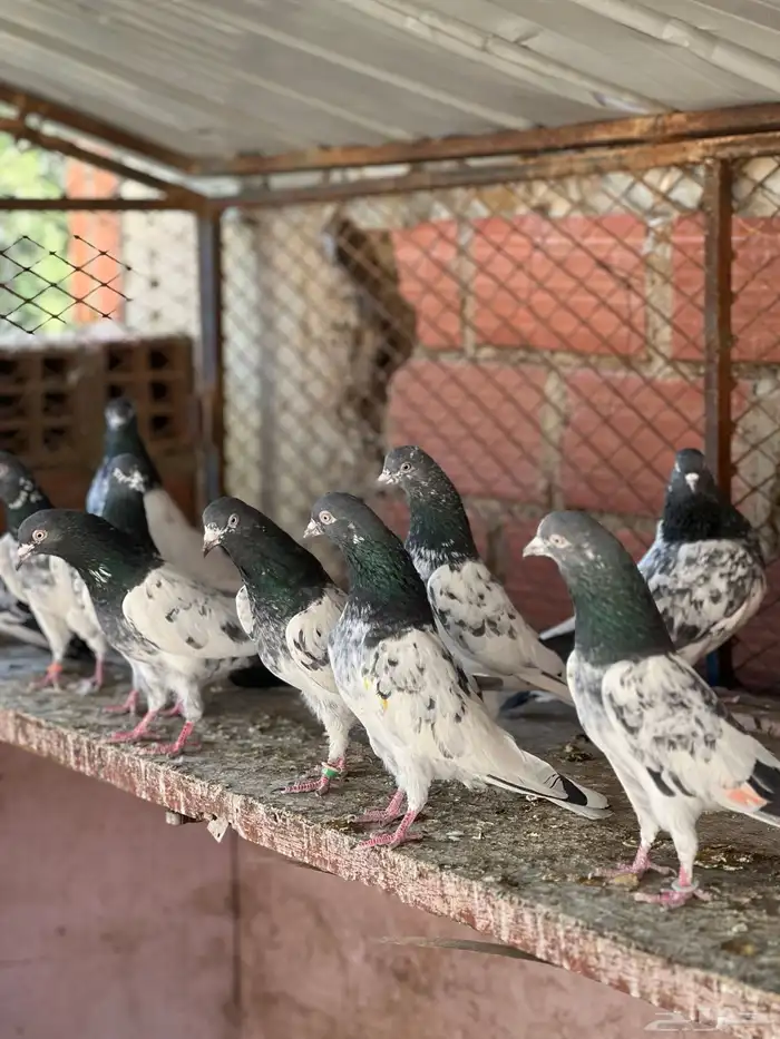 حمام بكستاني قولدن 4