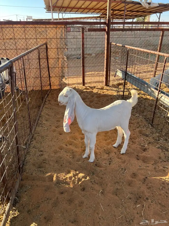 جفره مطوره للبيع 1