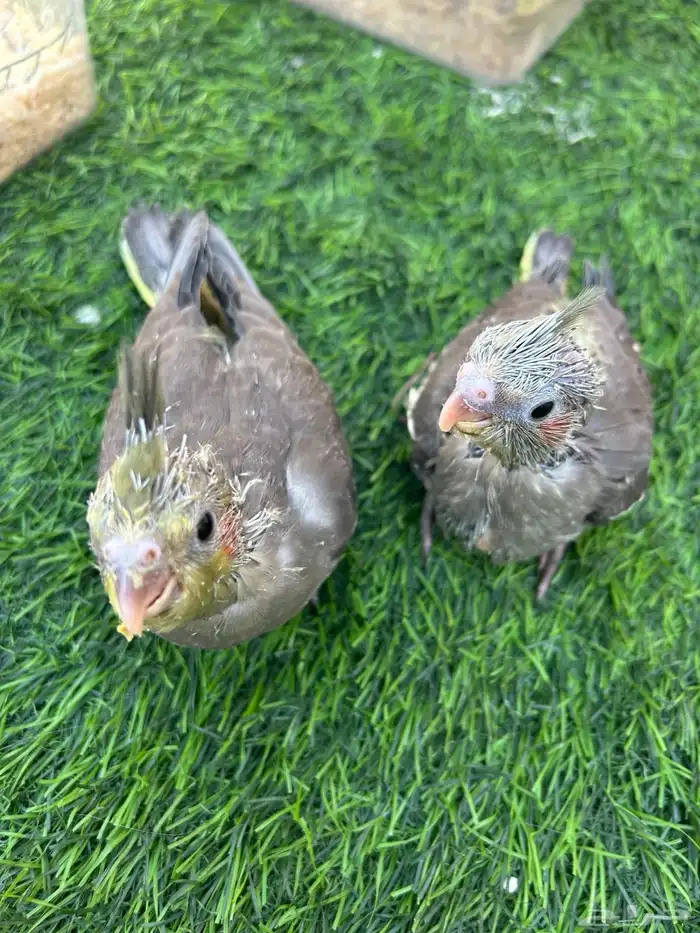 فروخ كروان غر 0