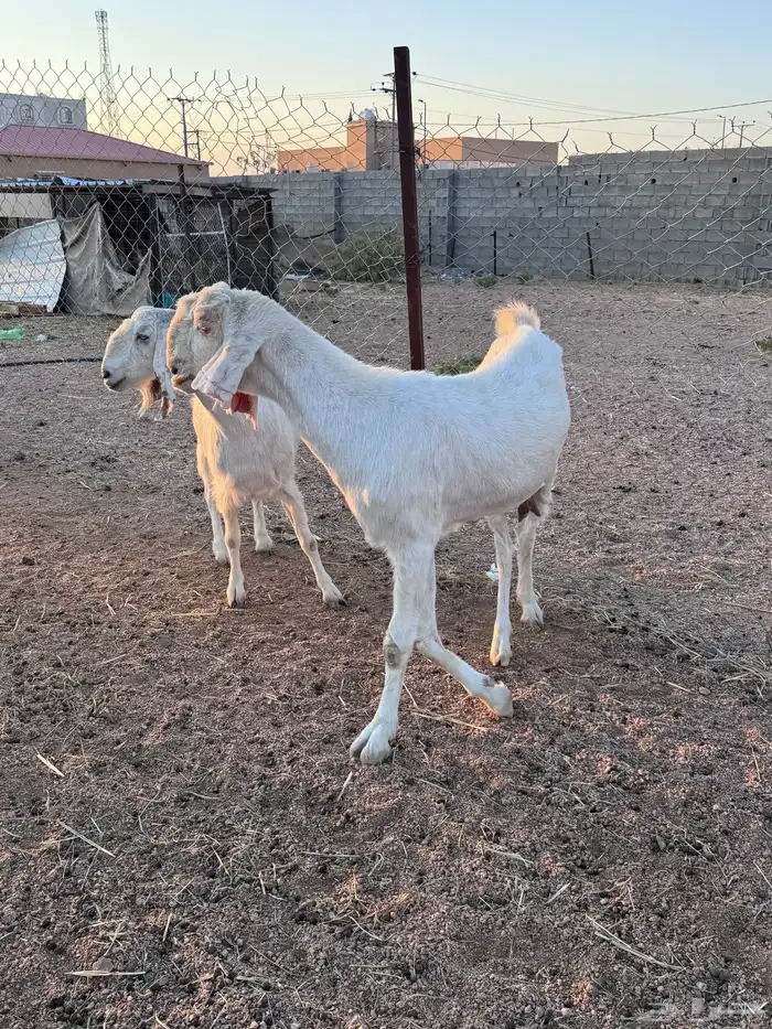 معزا مصريات جم دفيع وحليب 2