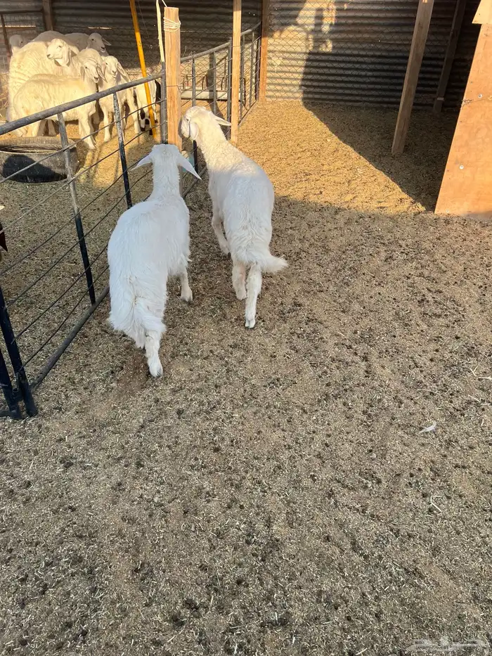 طليان فاخره ذبايح ورخال مقنوي وذبح 4