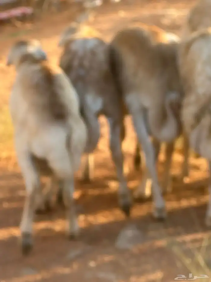 رفيد جذعان مرابي طب وتخير 52