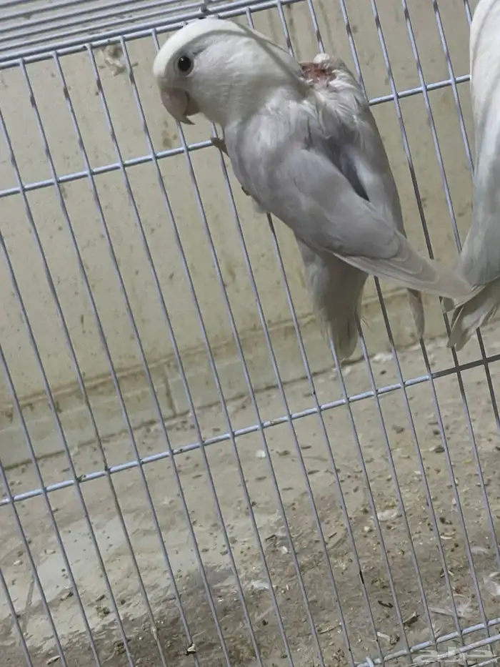 ذكر روز بلد منتج شرط 2