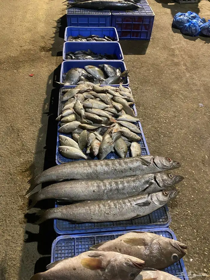 البدوح للأسماك بيع بلعروض 5