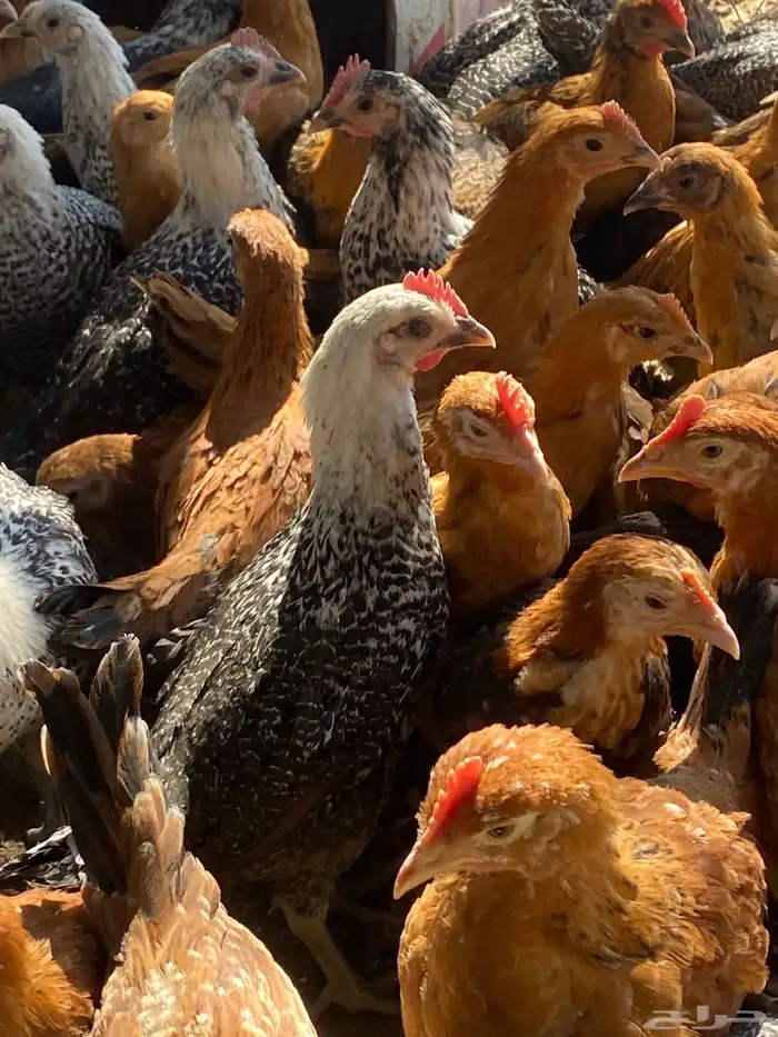 فراريج بلدي 5