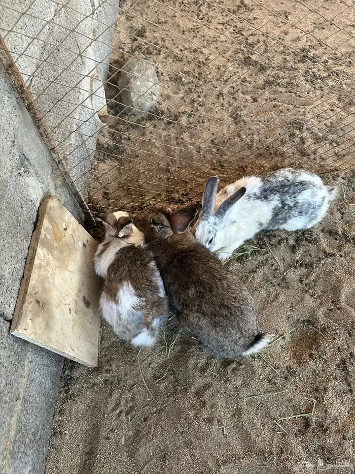 ارانب للبيع 1