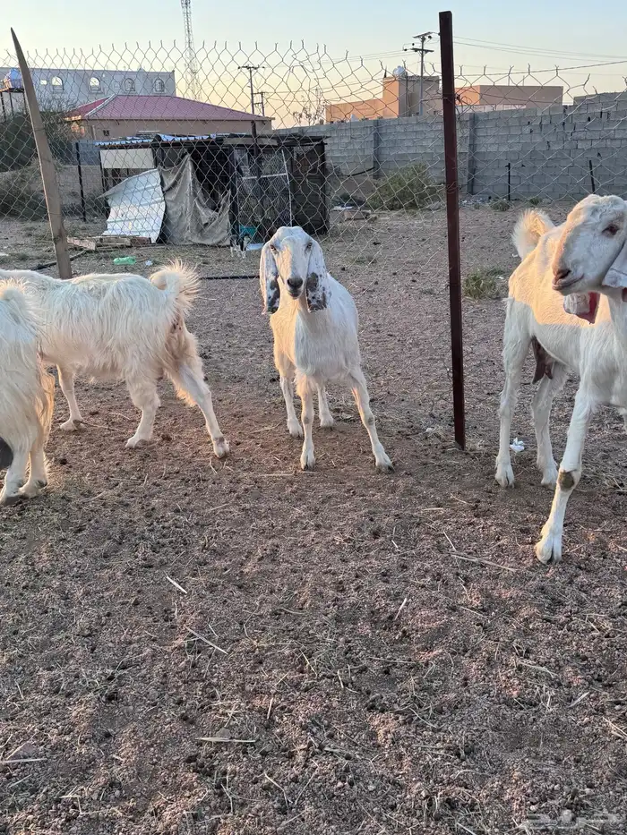 معزا مصريات جم دفيع وحليب 1