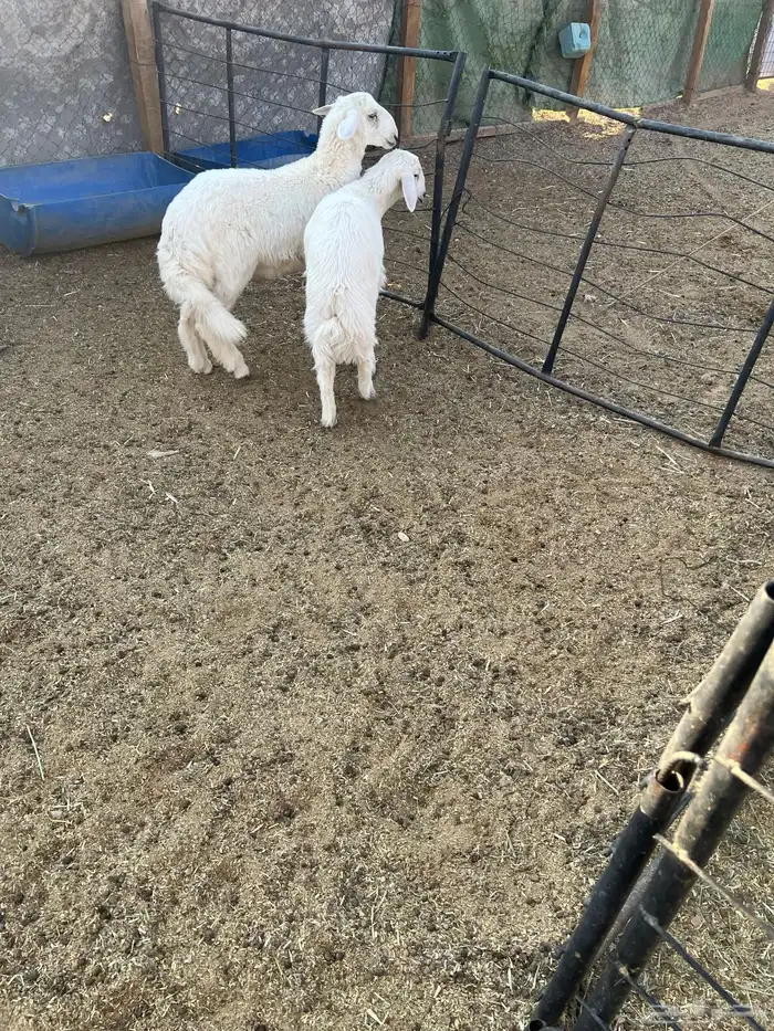 طليان فاخره ذبايح ورخال مقنوي وذبح 5