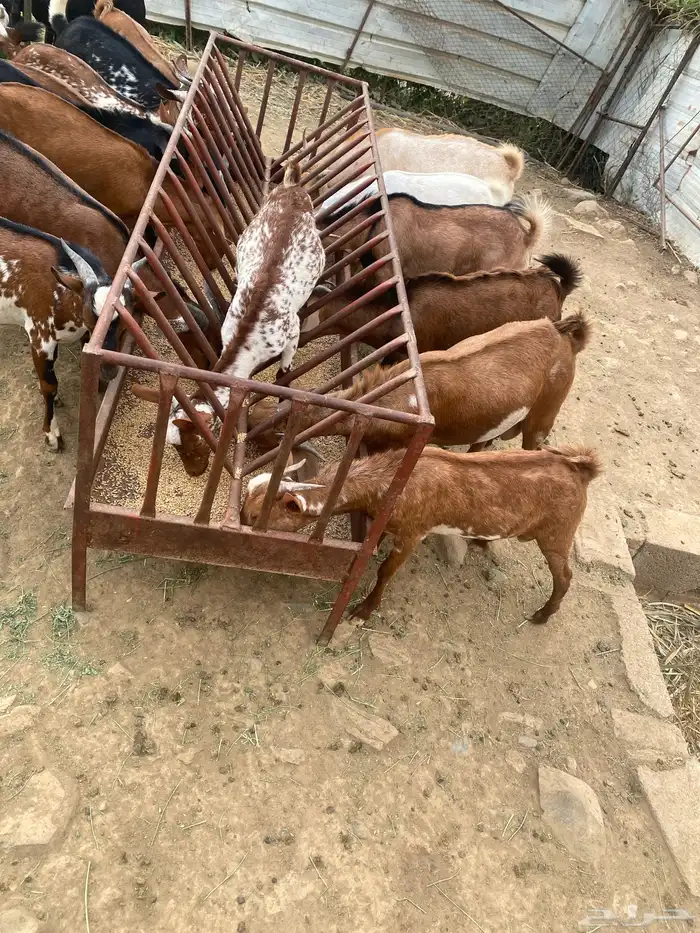 تيوس للبيع 3