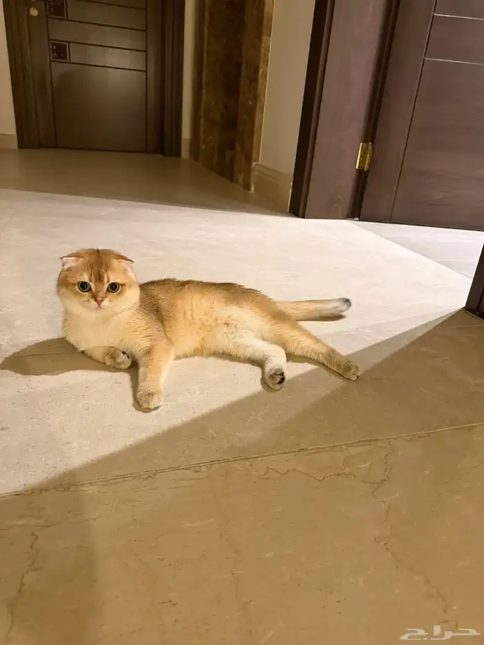 قطط سكوتش فولد انثى وذكر 0