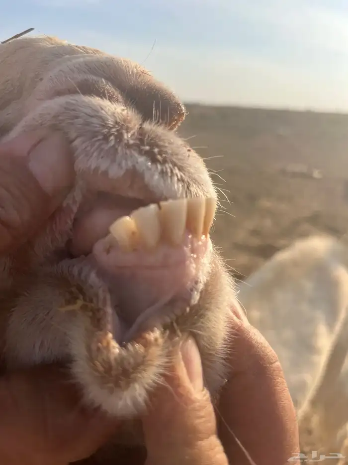 للبيع تيس طيب جباره وعضم 2