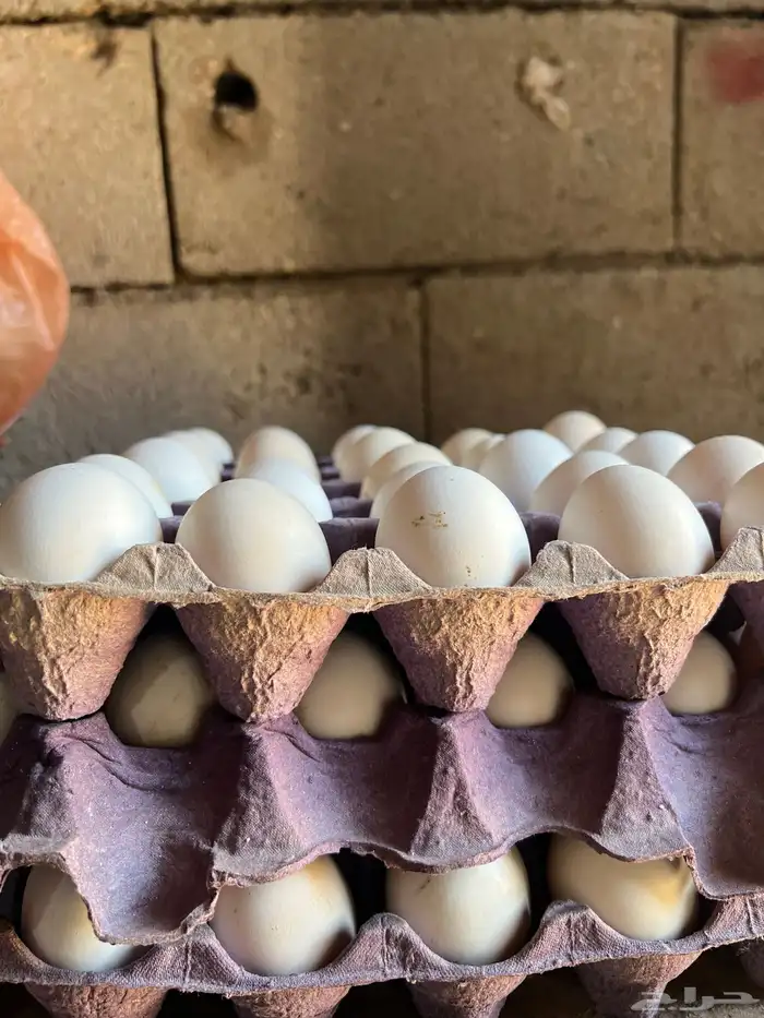 بيض بلدي جمع يومي مخصب وطازج 0